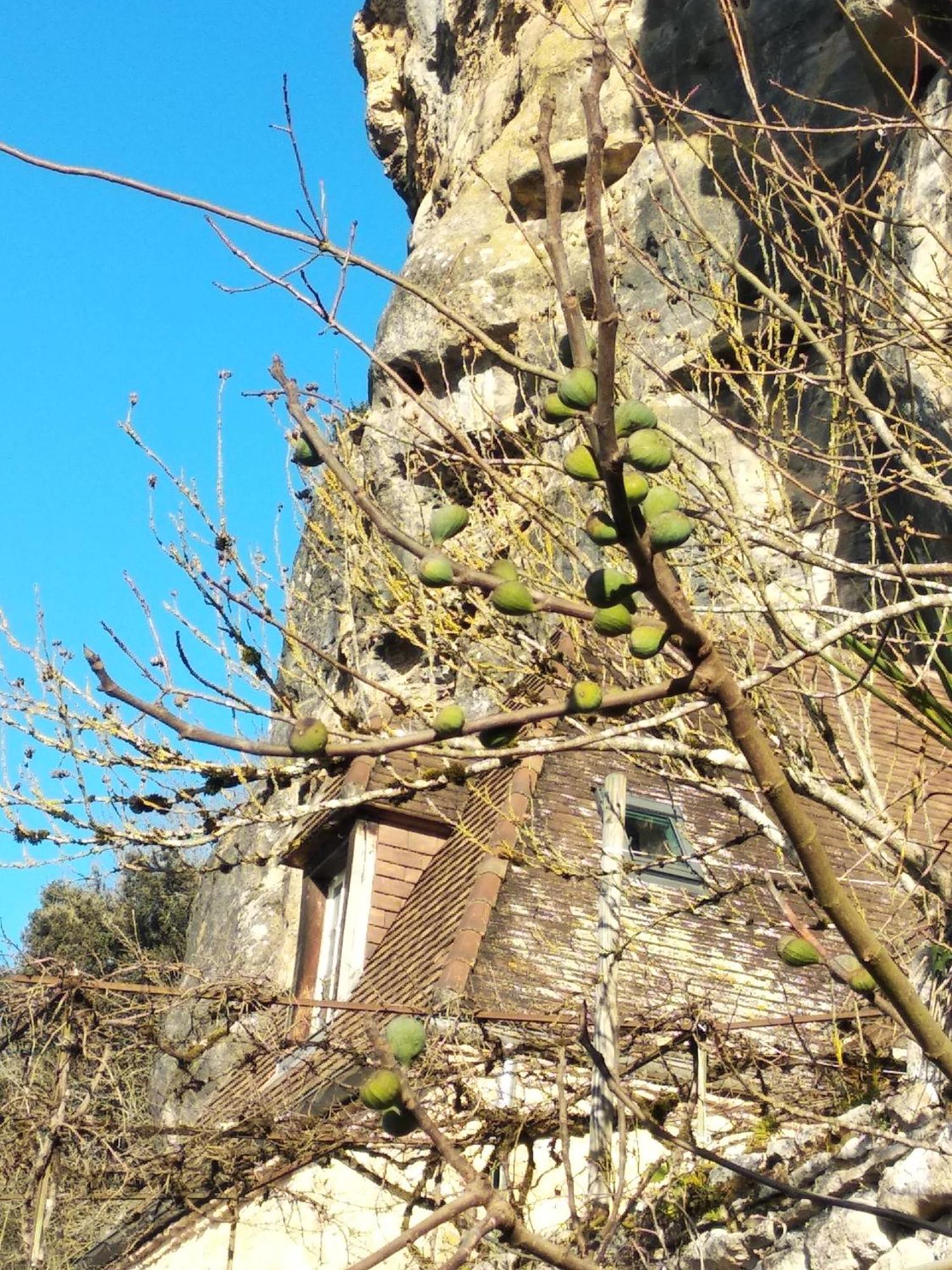 Maison Les Glycines La Roque-Gageac Exteriör bild